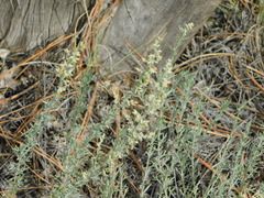 Artemisia carruthii