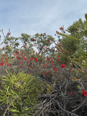 Verticordia grandis, photograph (c) Tyler Anthony, some rights reserved (CC BY)