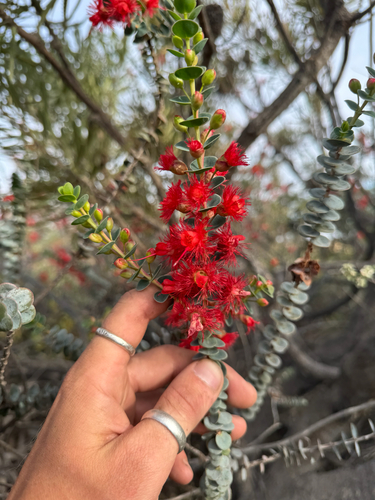 Scarlet Featherflower (Verticordia grandis)