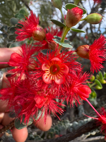 Verticordia grandis, photograph 4