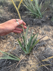 Anigozanthos pulcherrimus, photograph Tyler Anthony, CC BY, iNaturalist via GBIF