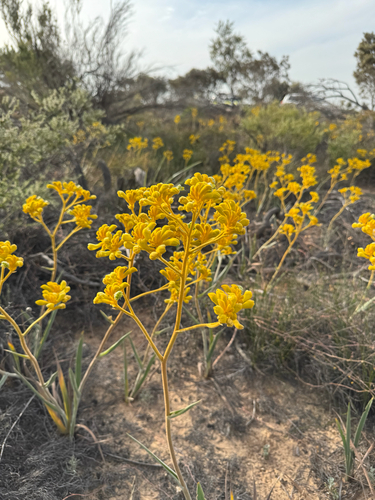 Yellow Kangaroo Paw (Anigozanthos pulcherrimus)