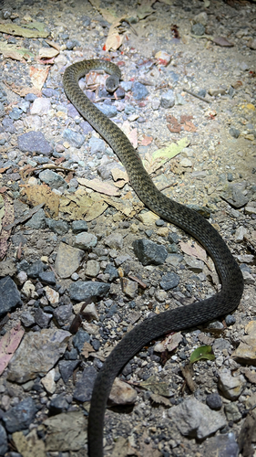 Common keelback sighting