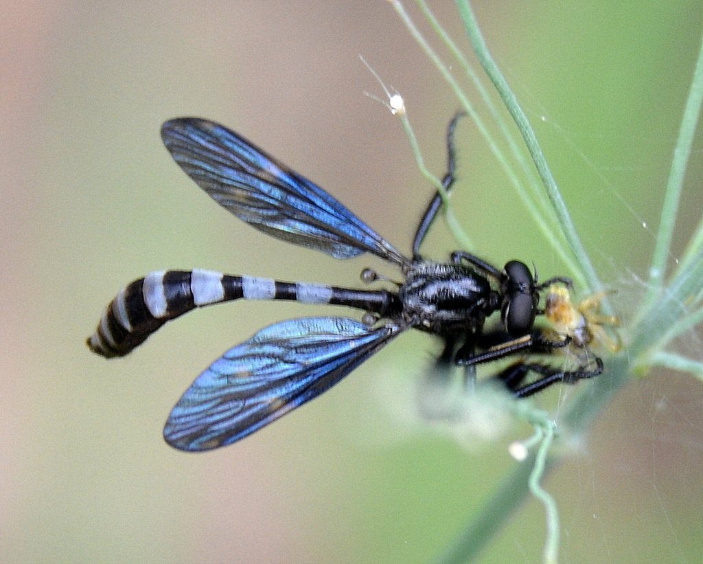 Lasiocnemus