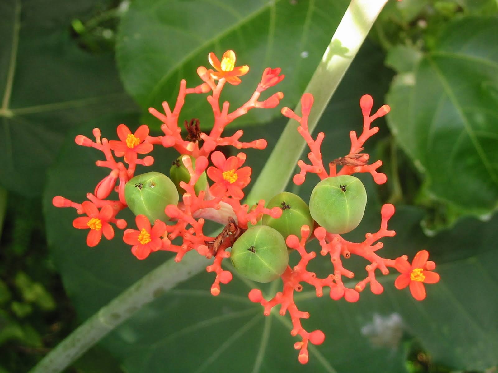 Goutystalk Nettlespurge (Jatropha podagrica)