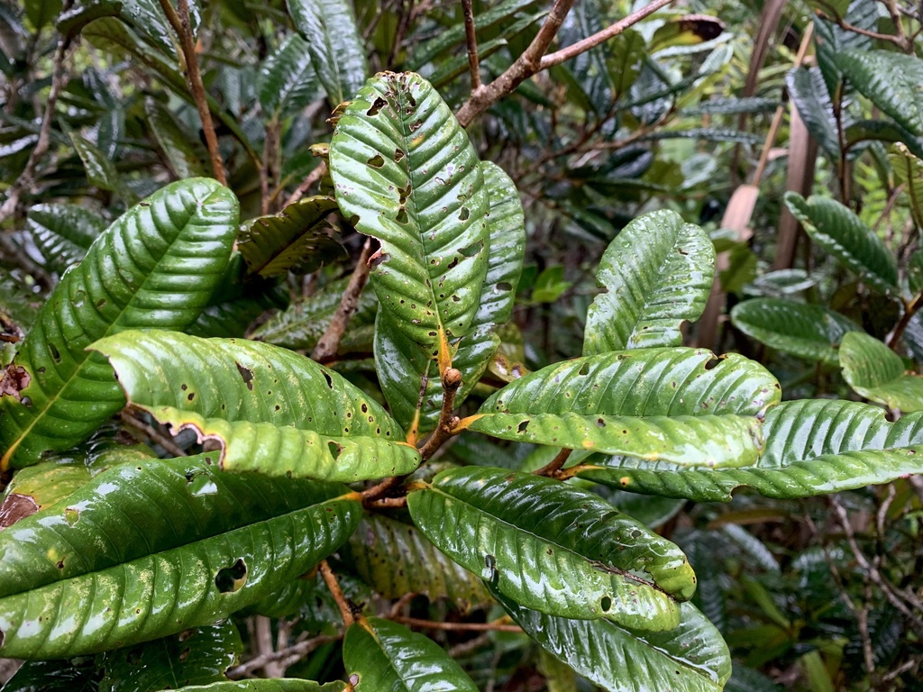 Nothofagus codonandra (Baill.) Steenis