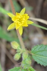 Corchorus asplenifolius