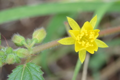 Corchorus asplenifolius