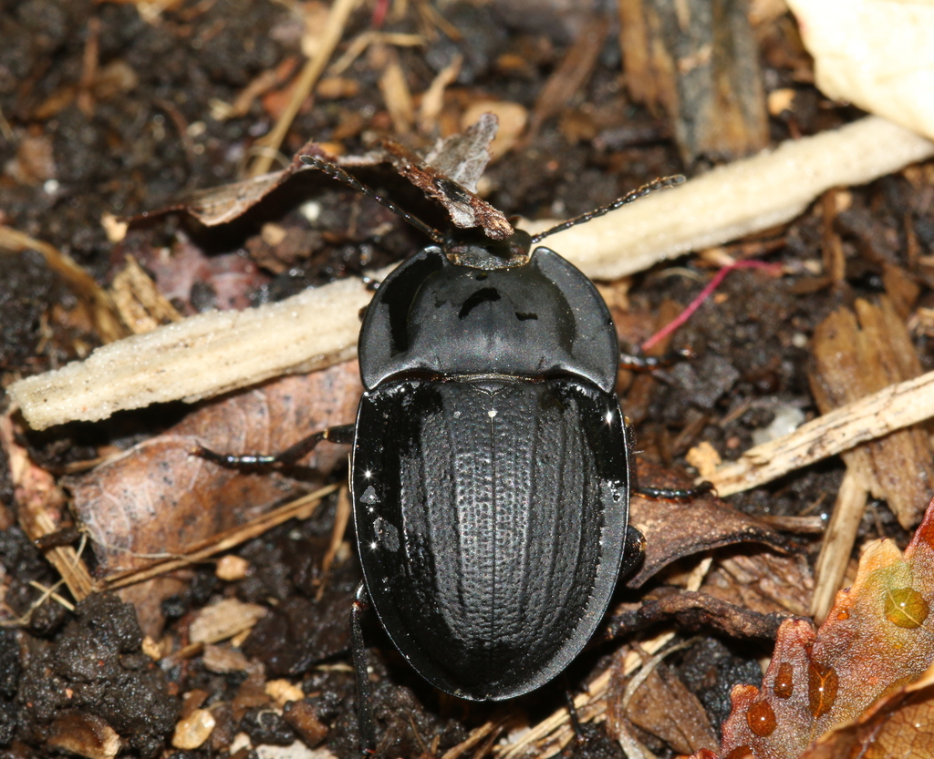 Celibe striatipennis