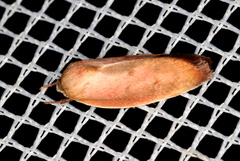 Ptyoptila matutinella