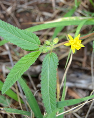 Corchorus asplenifolius