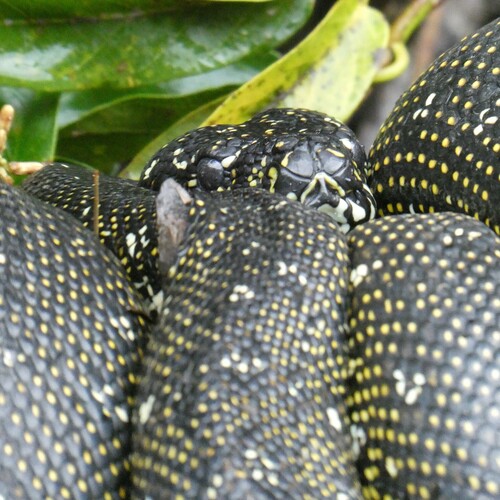 Diamond Python sighting