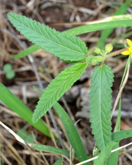 Corchorus asplenifolius