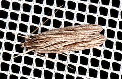 Leistarcha amphigramma
