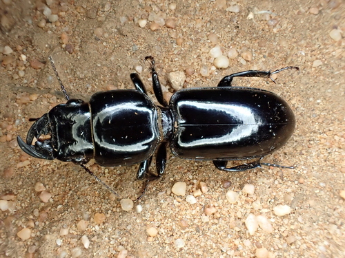 Geoscaptus cacus