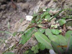 Mazus novaezeelandiae impolitus