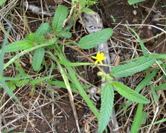 Corchorus asplenifolius