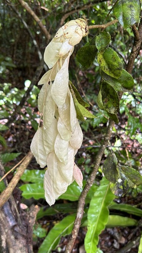 Cynometra lenticellata