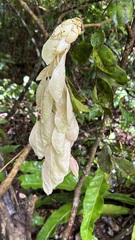 Cynometra lenticellata