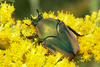 Figeater Beetle - Photo (c) Logan Crees, some rights reserved (CC BY-NC), uploaded by Logan Crees