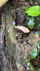 Cynometra lenticellata, photograph Alan Bell, CC BY, iNaturalist via GBIF