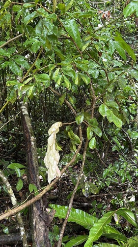 Cynometra lenticellata, photograph 2