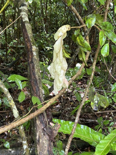 Cynometra lenticellata, photograph 3
