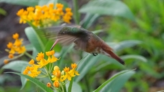 Amazilis amazilia amazilia