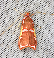 Barantola pulcherrima