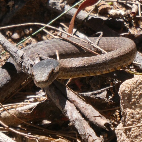 Mustard-bellied Snake sighting