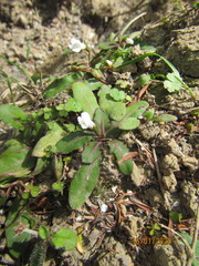 Mazus novaezeelandiae impolitus