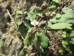 Mazus novaezeelandiae impolitus