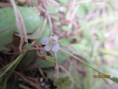 Mazus novaezeelandiae impolitus