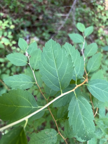 Germander Meadowsweet (Spiraea chamaedryfolia)
