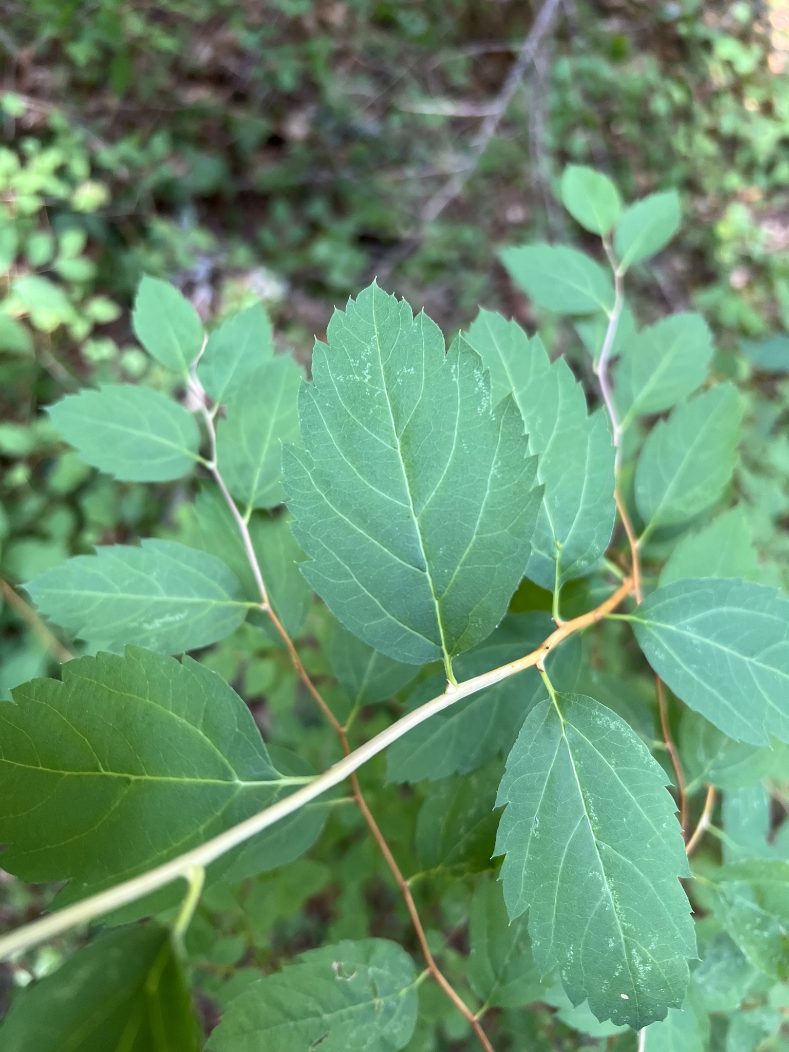 Germander Meadowsweet (Spiraea chamaedryfolia)