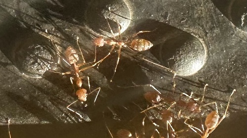 Asian Weaver Ant
