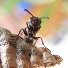 Ropalidia revolutionalis