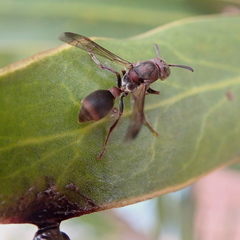 Ropalidia revolutionalis