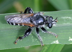 Laxenecera albicincta