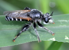 Laxenecera albicincta