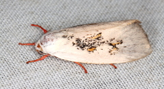 Brachybelistis neomorpha