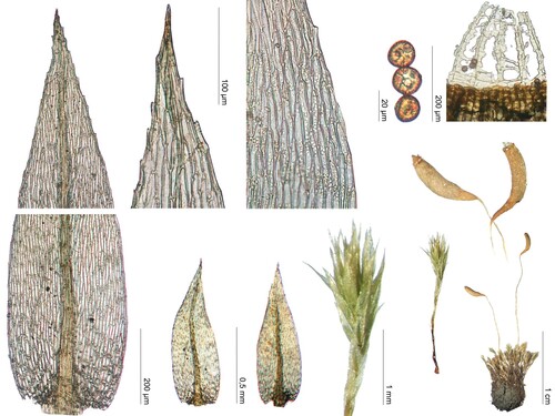 Schizymenium campylocarpum