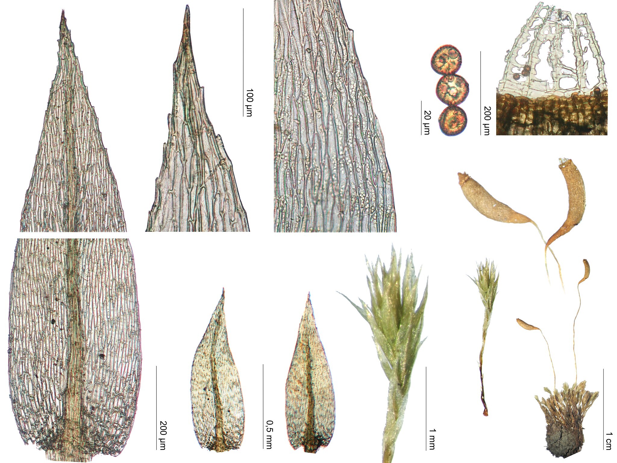 Schizymenium campylocarpum