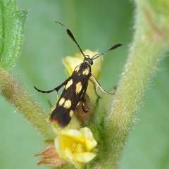 Eretmocera laetissima