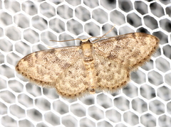 Idaea inquinata