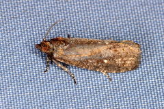 Cryptaspasma sordida