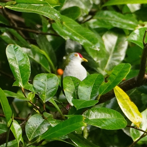 Beautiful Fruit Dove (Ptilinopus pulchellus), photo 5
