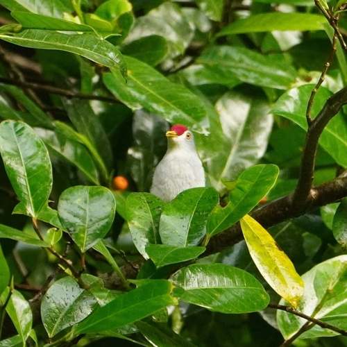 Beautiful Fruit Dove (Ptilinopus pulchellus), photo 6