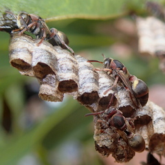 Ropalidia revolutionalis