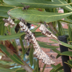 Ropalidia revolutionalis